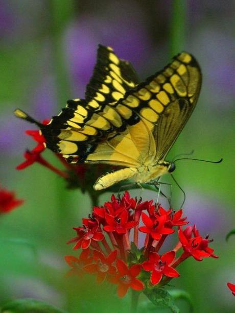 Divers - Beauté des papillons - 2