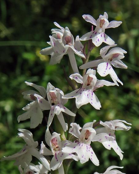 Orchis de Fuchs (Dactylorhiza fuchsii) Orchis de Fuchs (Dactylorhiza fuchsii)