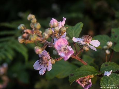 belle soirée à Tréguennec #Bretagne #Finistère #bigoudenjoy belle soirée à Tréguennec #Bretagne #Finistère #bigoudenjoy