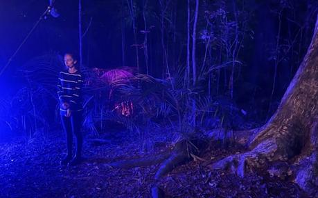 Scène forestière de l'île de Katuku.