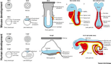 #trendsincellbiology #mammifères #développementembryonnaire #gastruloïdes3D #modélisationinvitro Gastruloïdes 3D : une nouvelle frontière dans la modélisation in vitro à base de cellules souches de la gastrulation des mammifères