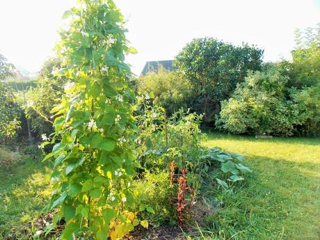 Quelques photos de mon jardin urbain en permaculture avant les grosses chaleurs