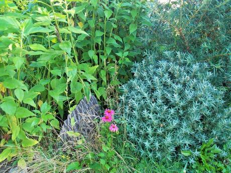 Quelques photos de mon jardin urbain en permaculture avant les grosses chaleurs
