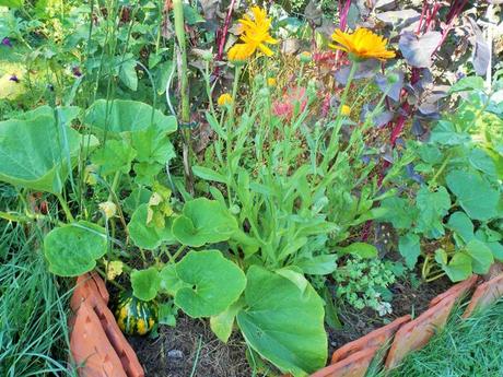 Quelques photos de mon jardin urbain en permaculture avant les grosses chaleurs