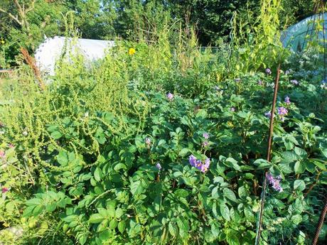 Quelques photos de mon jardin urbain en permaculture avant les grosses chaleurs