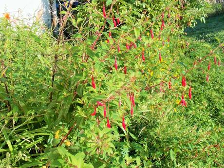 Quelques photos de mon jardin urbain en permaculture avant les grosses chaleurs