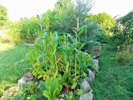 Quelques photos de mon jardin urbain en permaculture avant les grosses chaleurs