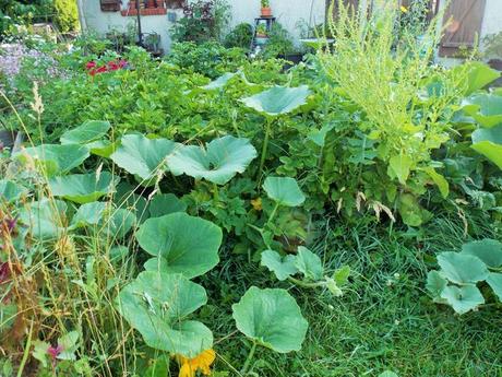 Quelques photos de mon jardin urbain en permaculture avant les grosses chaleurs