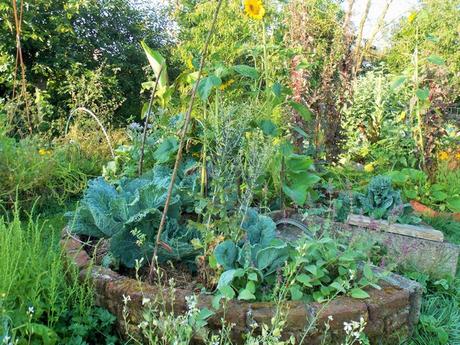 Quelques photos de mon jardin urbain en permaculture avant les grosses chaleurs