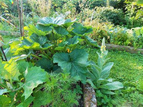 Quelques photos de mon jardin urbain en permaculture avant les grosses chaleurs