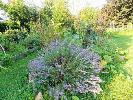 Quelques photos de mon jardin urbain en permaculture avant les grosses chaleurs