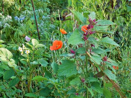 Quelques photos de mon jardin urbain en permaculture avant les grosses chaleurs
