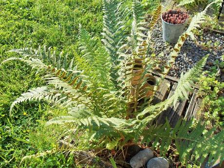 Quelques photos de mon jardin urbain en permaculture avant les grosses chaleurs