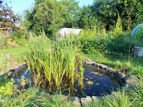 Quelques photos de mon jardin urbain en permaculture avant les grosses chaleurs
