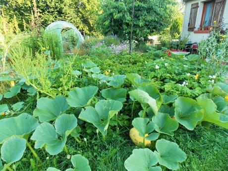 Quelques photos de mon jardin urbain en permaculture avant les grosses chaleurs