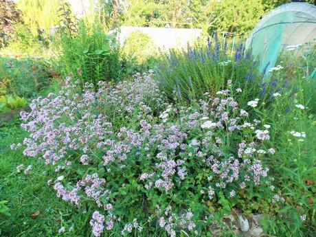 Quelques photos de mon jardin urbain en permaculture avant les grosses chaleurs