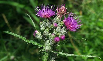 Cirse des marais (Cirsium palustre)