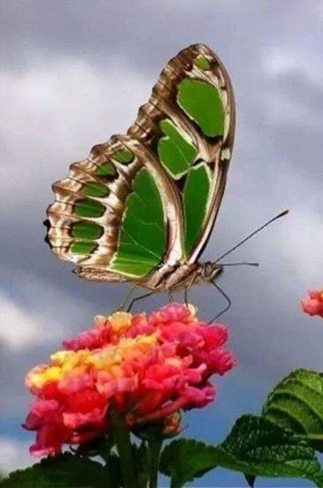 Divers - Beauté des papillons - 3