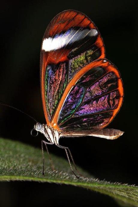 Divers - Beauté des papillons - 3