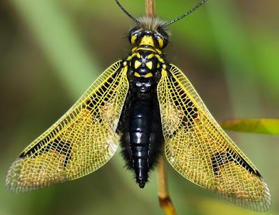 Ascalaphe commun (Libelloides longicornis)