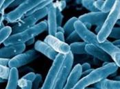 TUBERCULOSE immunothérapie pour contrer résistances