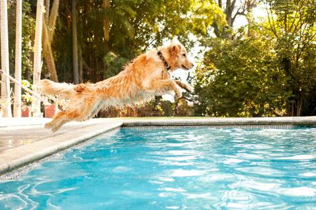 Comment empêcher mon chien d’aller dans la piscine ?