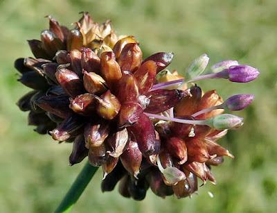 Ail des vignes (Allium vineale) Ail des vignes (Allium vineale)