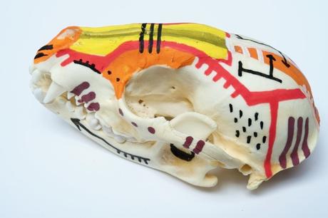 Custom de crâne de raton-laveur