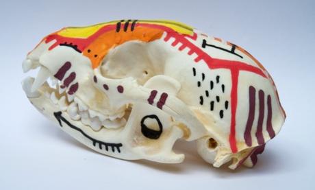 Custom de crâne de raton-laveur