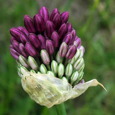 Ail à tête ronde (Allium sphaerocephalon) Ail à tête ronde (Allium sphaerocephalon)