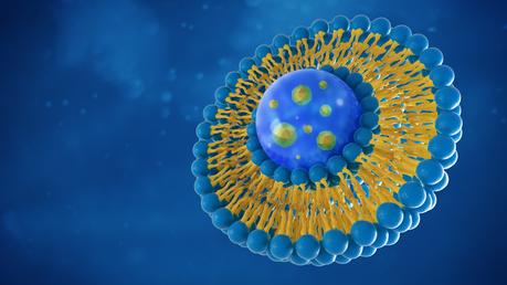 Les liposomes ou minuscules enveloppes lipidiques constituent aujourd’hui une voie très prometteuse de délivrance de médicaments anticancéreux, notamment dans le traitement du cancer du cerveau (Visuel Adobe Stock 228277001)