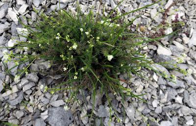 Gaillet de Fleurot (Galium fleurotii)