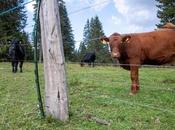 Suisse bovins attaqués loups