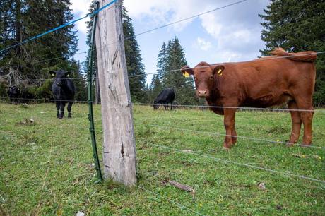 Suisse : Des bovins attaqués par des loups