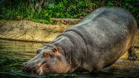 Que mangent les hippopotames ?