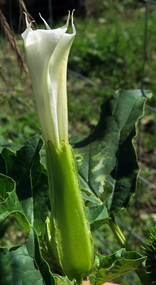 Datura officinal (Datura stramonium)
