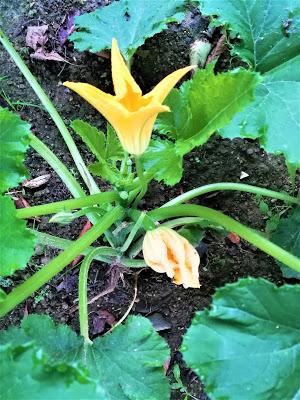 Beignets de fleurs de courgettes