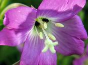 Épilobe hirsute (Epilobium hirsutum)