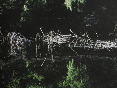 Ce qu'elle dit pendant la marche fullsizeoutput_4064