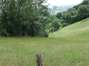 l'on boit pour arbres bougent