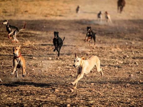 Chiens Criant Après les Trains
