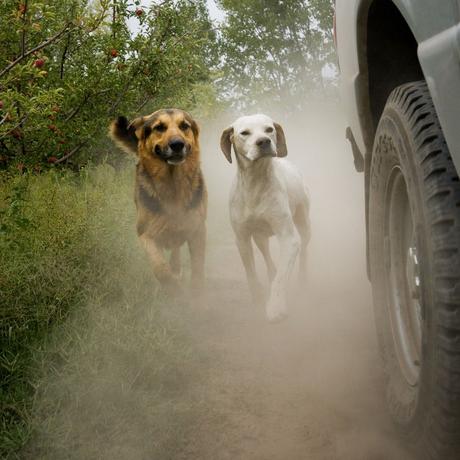 Chiens Criant Après les Trains