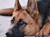 Analyse SWOT marché mondial médecine anti-infectieuse animale, indicateurs clés, prévisions 2027 Boehringer Ingelheim, Zoetis, Merck, Elanco