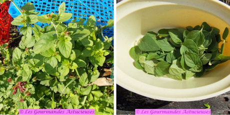 Pommes de terre nouvelles, carottes, ail-éléphant et origan (Vegan)