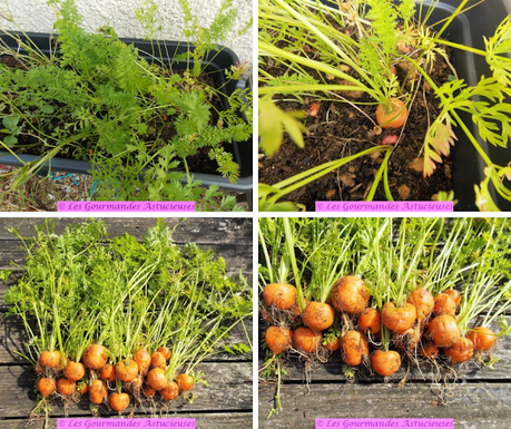 Pommes de terre nouvelles, carottes, ail-éléphant et origan (Vegan)