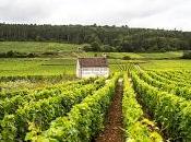 Balade Bourgogne, entre pinot noir chardonnay