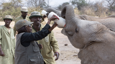 Namibie : Diminution du braconnage