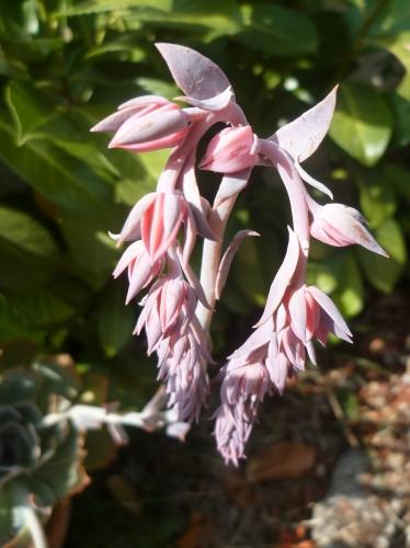 fleurs,plantes,plantes grasses,jardin,culture,potées,loisirs,été