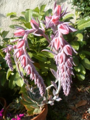 fleurs,plantes,plantes grasses,jardin,culture,potées,loisirs,été