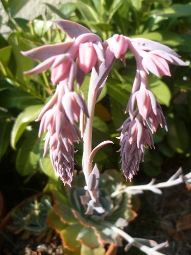 fleurs,plantes,plantes grasses,jardin,culture,potées,loisirs,été